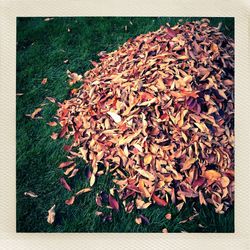 Autumn leaves on ground