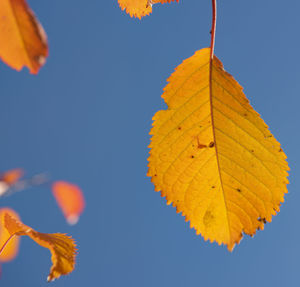 Close-up of autumnal leaves against clear sky