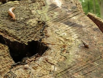 Close-up of lizard on wood