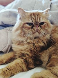 Portrait of cat relaxing on bed at home