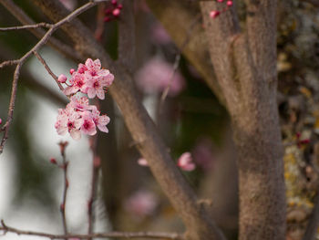 Close-up of pink flowers on branch