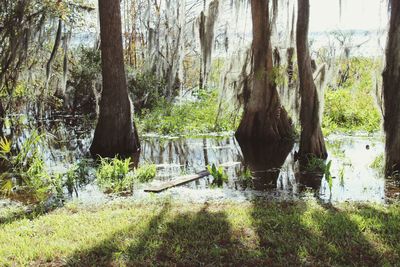 Scenic view of waterfall in forest