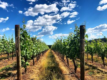 Panoramic view of vineyard against sky