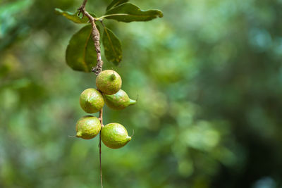 Close-up of berries growing on tree