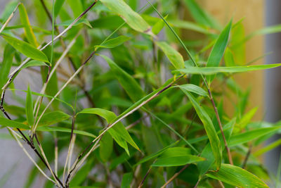 Close-up of fresh green plant