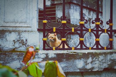 Birds perching on wall