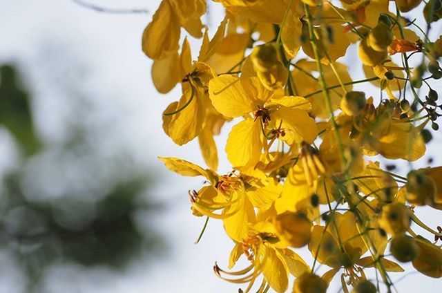 yellow, growth, branch, freshness, focus on foreground, flower, nature, close-up, leaf, beauty in nature, tree, fragility, low angle view, season, twig, day, outdoors, plant, no people, botany