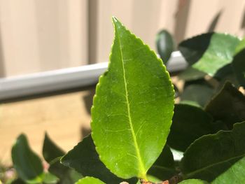 Close-up of green leaves