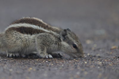 Close-up of squirrel