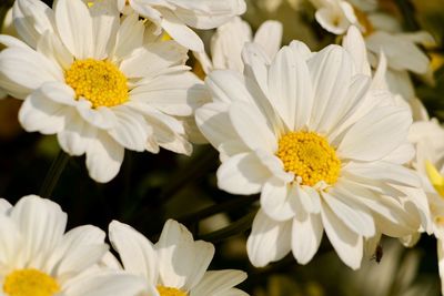 Close-up of white daisy flowers