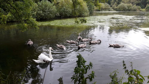 Swans swimming in lake