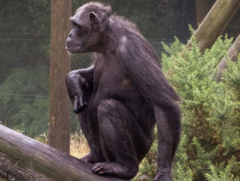 Close-up of monkey sitting in zoo