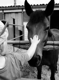 Midsection of a horse in stable