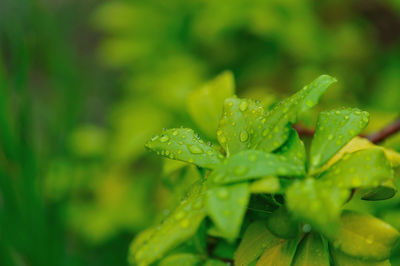 Close-up of wet plant