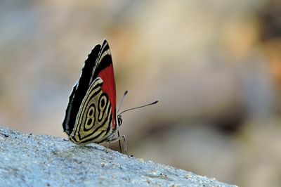 Butterfly on rock