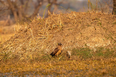 View of deer on field