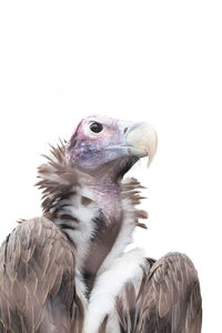 Close-up of eagle against white background