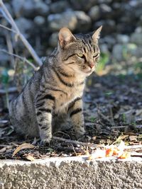 Close-up of cat sitting outdoors