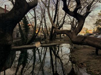 Reflection of bare trees in water