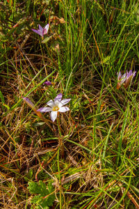 High angle view of purple crocus flowers on field