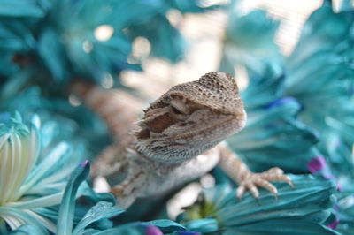 Close-up of lizard