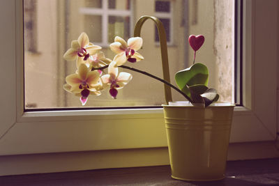 Close-up of flower vase on window sill