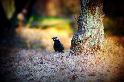 Close-up of bird perching on tree