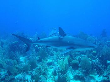 Side view of shark swimming undersea