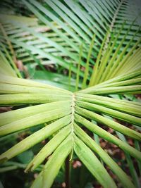 Full frame shot of green leaves