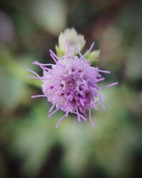 Close-up of pink flower