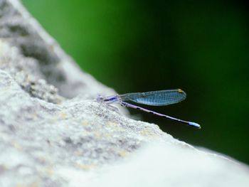 Close-up of damselfly on rock