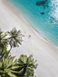 High angle view of palm trees on beach