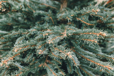 Natural christmas pine and spruce trees in farm market. pine branch closeup