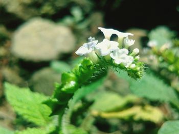 Close-up of flowers