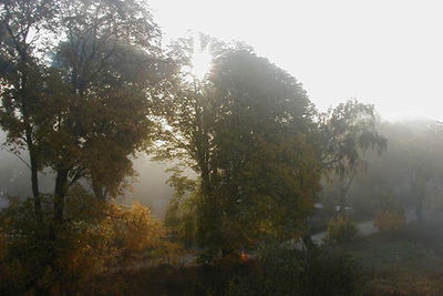 Sun shining through trees in forest