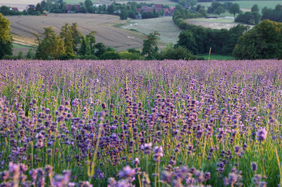 Purple flowering plants on field