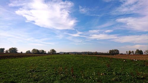 Scenic view of field against sky