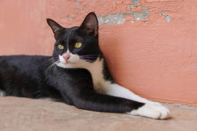 Portrait of black cat relaxing against wall