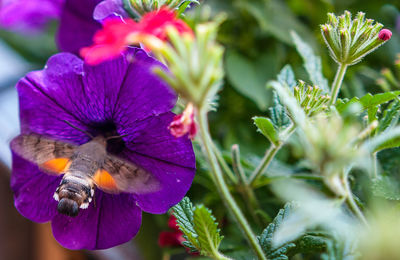 Close-up of purple flower in garden