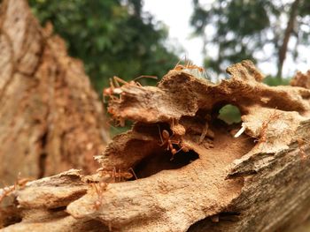 Close-up of lizard on tree trunk