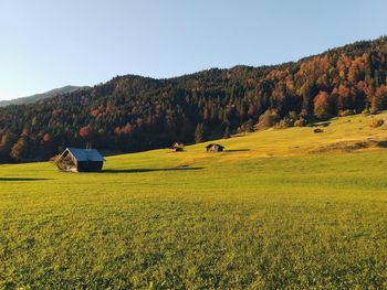 Scenic view of field against clear sky