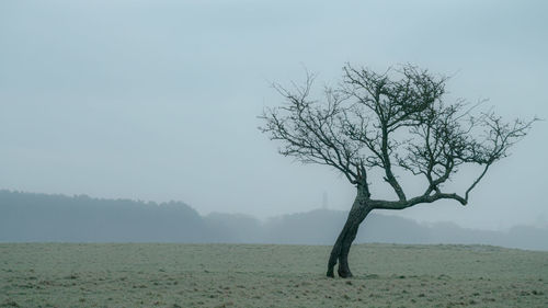 The lonely tree,