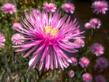 Close-up of pink flowering plant