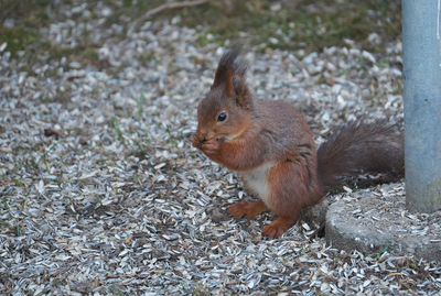 Close-up of squirrel on field