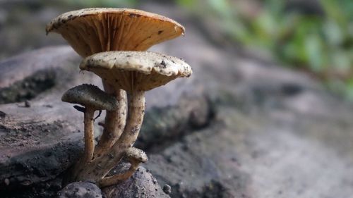 Close-up of mushroom growing outdoors