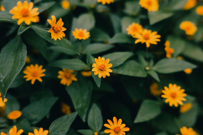 Close-up of white flowering plants