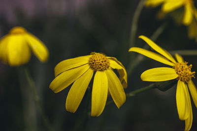 Close-up of yellow flowering plant