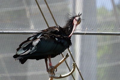 Close-up of bird perching in cage