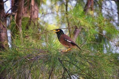 Myna bird yellow beak, black-brown phuket thailand indian, locust starling, starling family. asia.