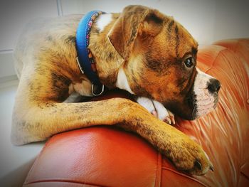 Close-up of dog relaxing at home